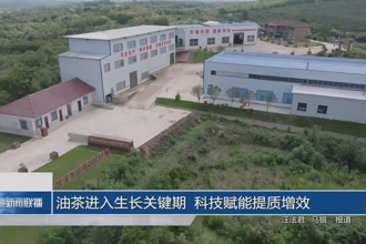 油茶進入生長關(guān)鍵期 科技賦能提質(zhì)增效
