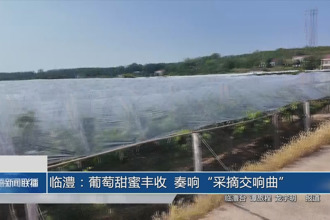 臨澧：葡萄甜蜜豐收 奏響“采摘交響曲”