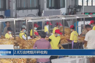 臨澧：2.8萬畝烤煙開秤收購
