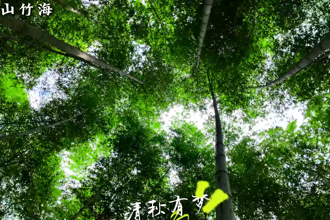 【臨澧】帶您暢游浮山竹海