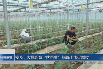 安鄉(xiāng)：大棚巧育“秋西瓜” 錯峰上市促增收