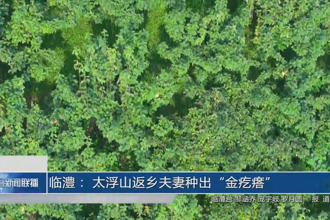 臨澧： 太浮山返鄉(xiāng)夫妻種出“金疙瘩”