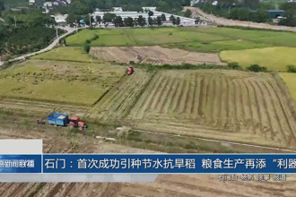 石門：首次成功引種節(jié)水抗旱稻 糧食生產(chǎn)再添“利器”