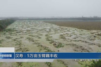 漢壽：5萬畝玉臂藕豐收