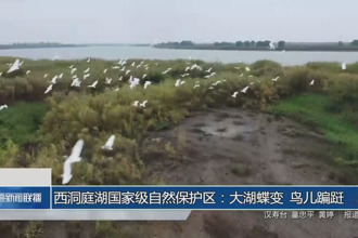 西洞庭湖國(guó)家級(jí)自然保護(hù)區(qū)：大湖蝶變 鳥(niǎo)兒蹁躚