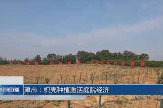 津市：枳殼種植激活庭院經(jīng)濟