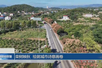 石門：欒樹映秋 繪就城市詩(shī)意畫卷