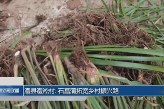 澧縣澧淞村石菖蒲拓寬鄉(xiāng)村振興路