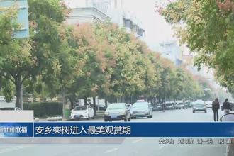 安鄉(xiāng)欒樹進(jìn)入最美觀賞期
