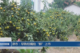 津市：早熟柑橘搶“鮮”上市